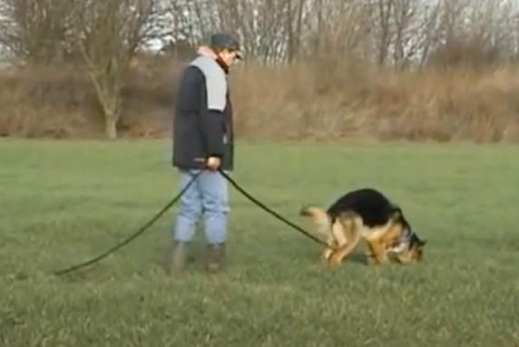 Schäferhund in der Fährte, Hund sucht mit Nase am Boden