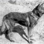 Ursprung des Deutschen Schäferhunds