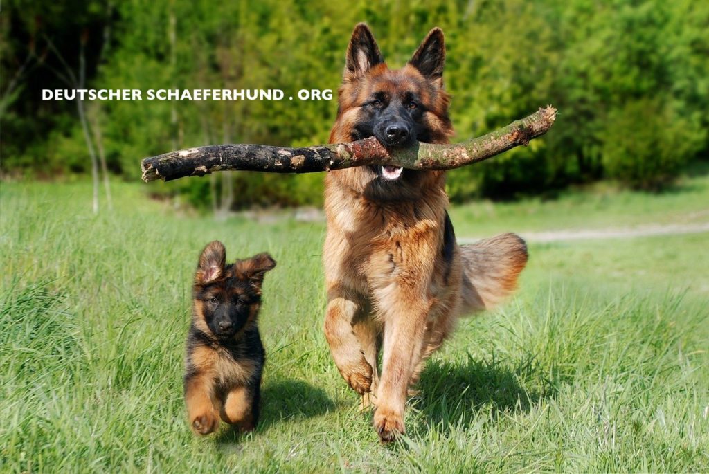 Deutscher Schäferhund Zucht