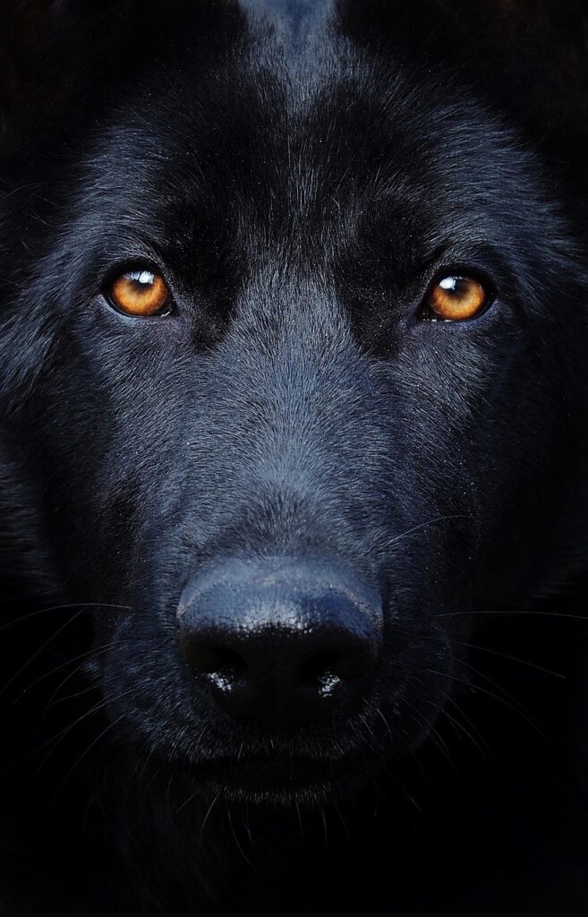 Schwarze Schäferhund